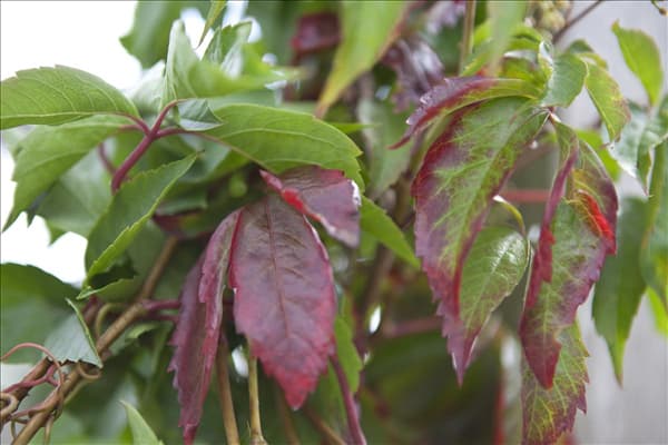 Parthenocissus quinquefolia