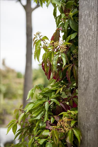 Parthenocissus quinquefolia