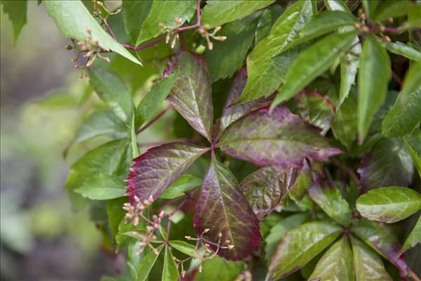 Parthenocissus quinquefolia