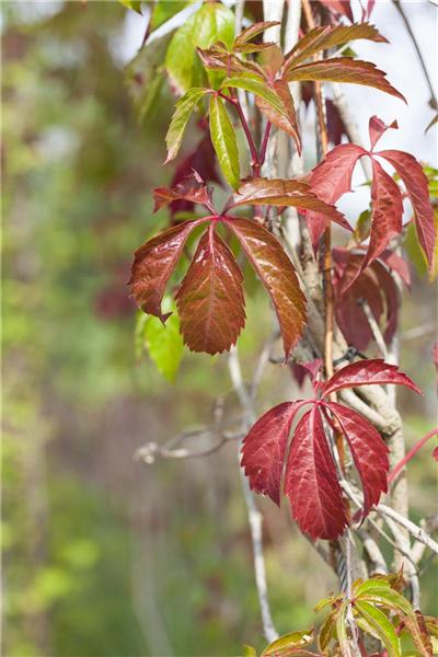 Parthenocissus quinquefolia