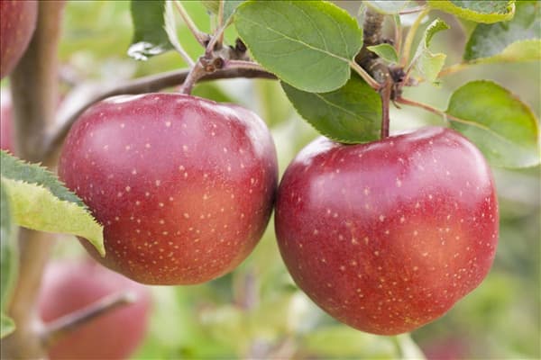 Malus domestica 'Jonagold'