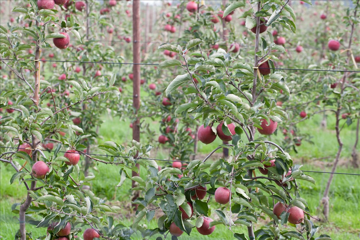 Malus domestica 'Jonagold'