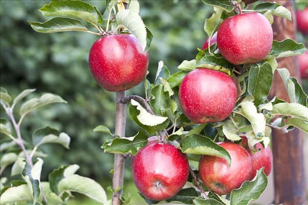 Malus domestica 'Jonagold'