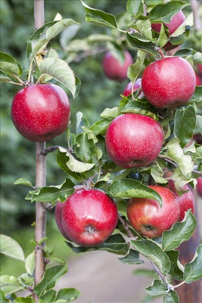Malus domestica 'Jonagold'