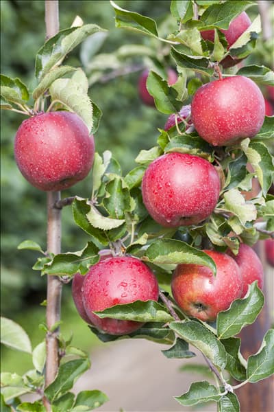 Malus domestica 'Jonagold'
