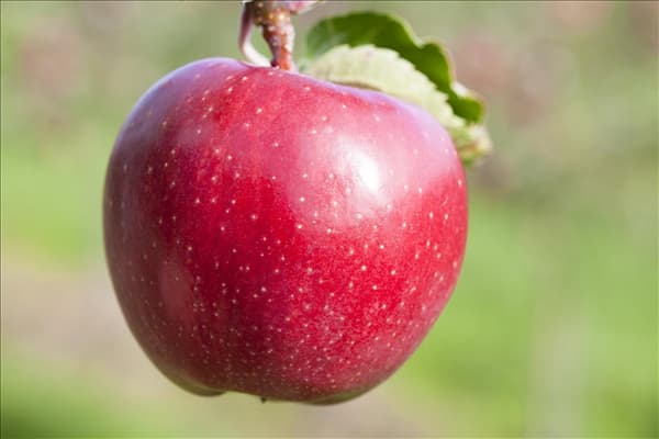 Malus domestica 'Jonagold'