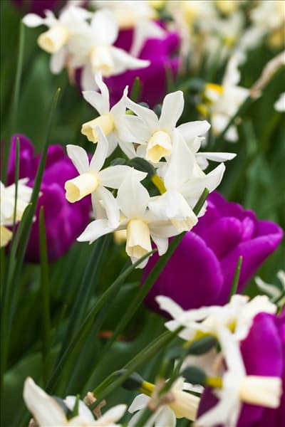 Narcissus cyclamineus 'Toto'