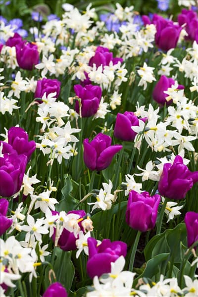 Narcissus cyclamineus 'Toto'