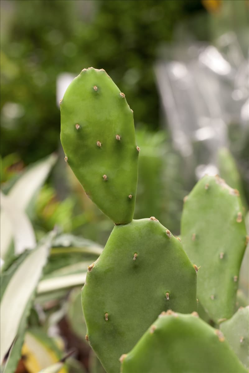 Opuntia ficus-indica