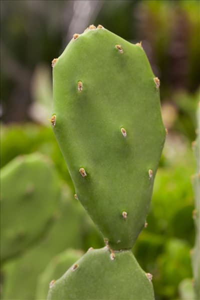 Opuntia ficus-indica