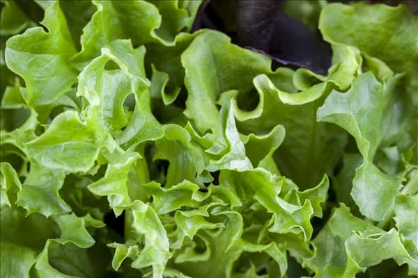 Lactuca sativa var. crispa