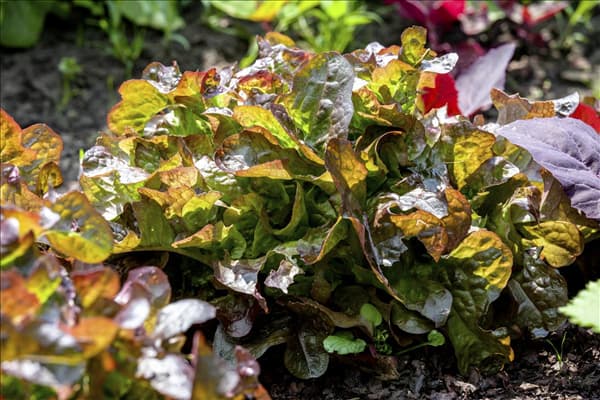Lactuca sativa var. crispa