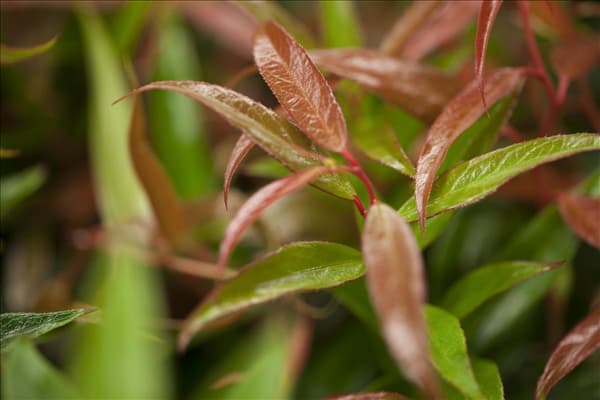 Leucothoe keiskei 'Burning Love'