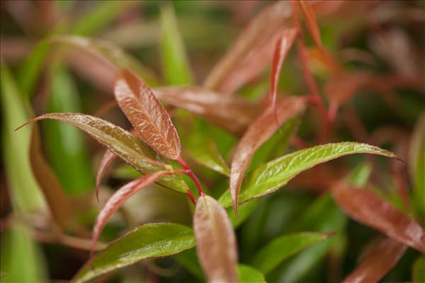 Leucothoe keiskei 'Burning Love'