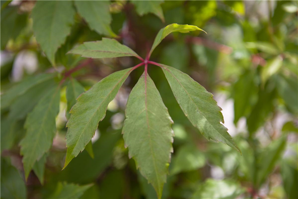 Parthenocissus quinquefolia 'Engelmannii'