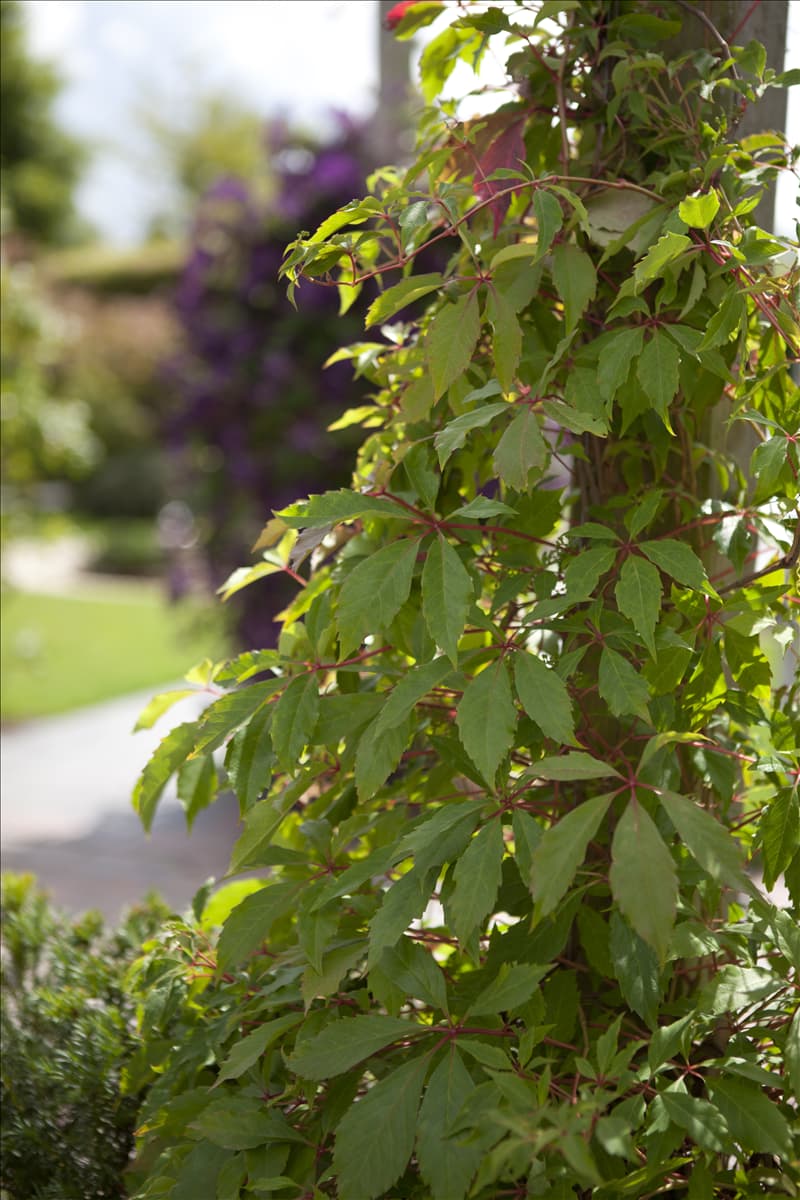 Parthenocissus quinquefolia