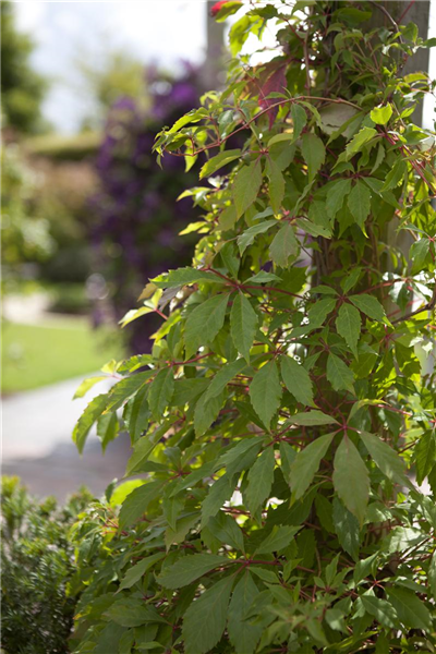 Parthenocissus quinquefolia