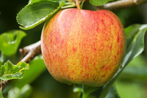 Malus domestica 'Jonagored'