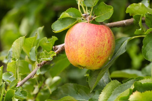 Malus domestica 'Jonagored'