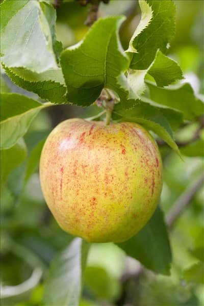 Malus domestica 'Jonagored'