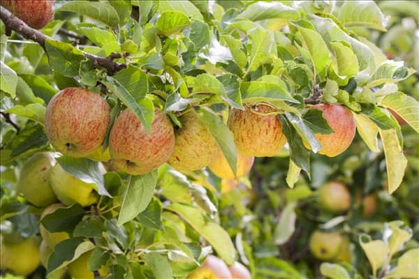 Malus domestica 'Jonagored'