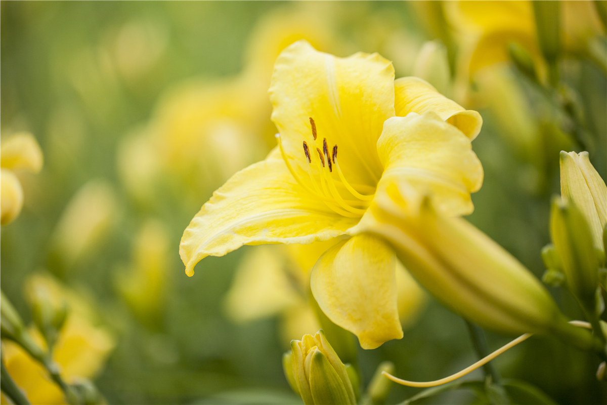 Hemerocallis, gelb
