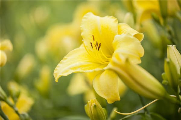 Hemerocallis, gelb
