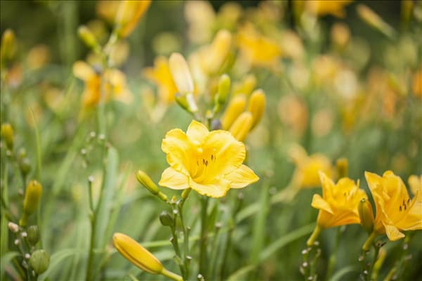 Hemerocallis, gelb