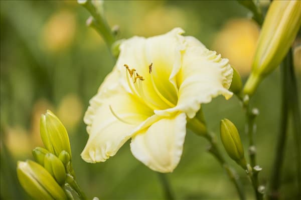 Hemerocallis, gelb