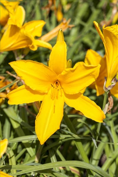 Hemerocallis, gelb