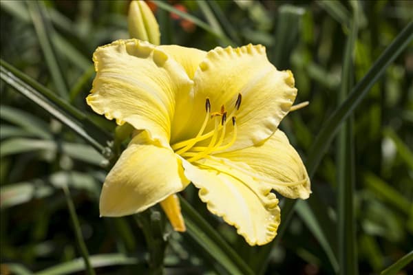 Hemerocallis, gelb