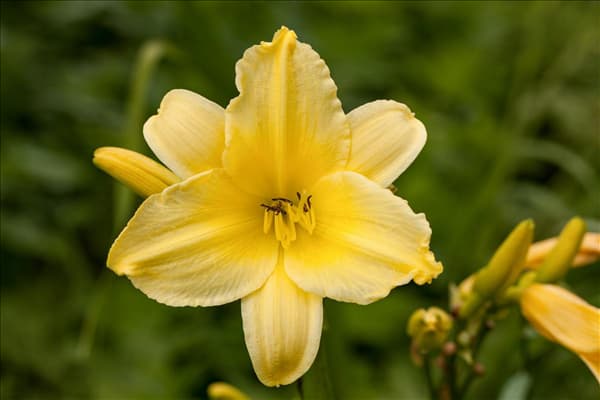 Hemerocallis, gelb
