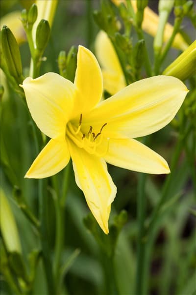 Hemerocallis, gelb