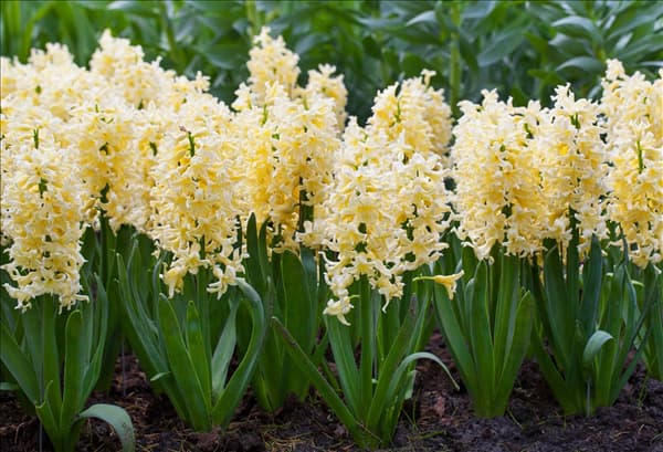 Hyacinthus orientalis 'Yellow Queen'