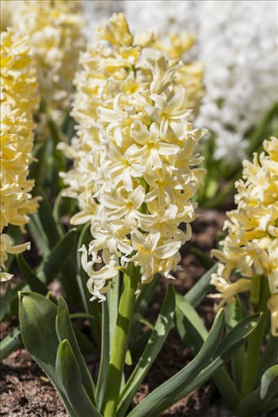 Hyacinthus orientalis 'Yellow Queen'