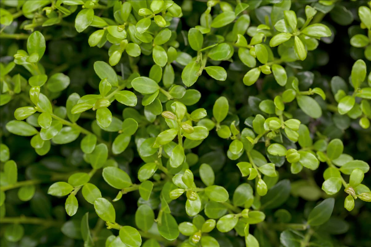 Ilex crenata 'Buxilex'®