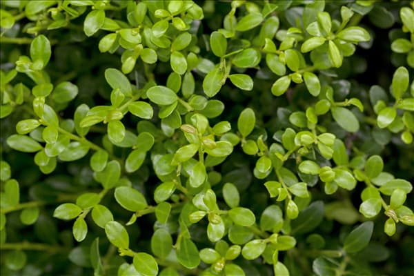 Ilex crenata 'Buxilex'®