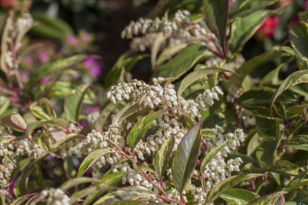 Leucothoe walteri 'Rainbow'