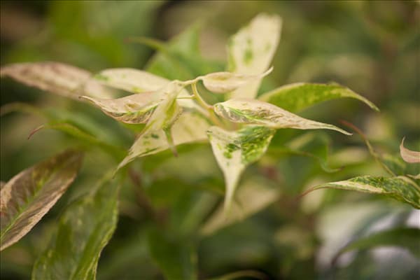 Leucothoe walteri 'Rainbow'
