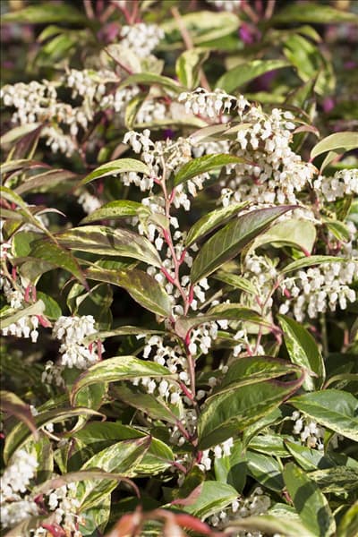 Leucothoe walteri 'Rainbow'