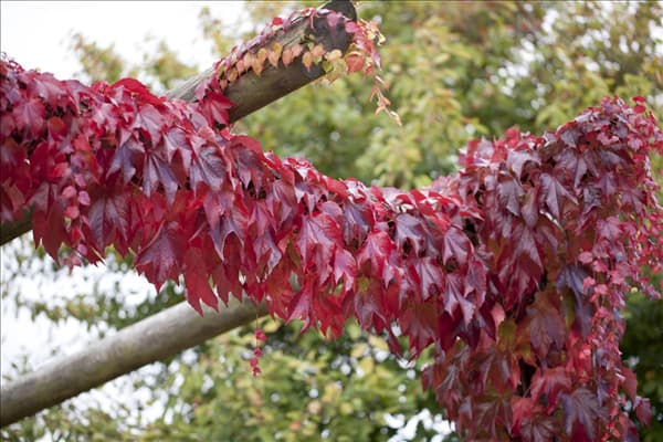 Parthenocissus tricuspidata
