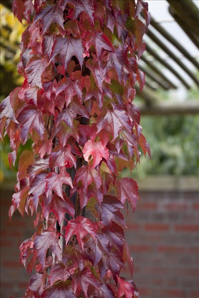Parthenocissus tricuspidata