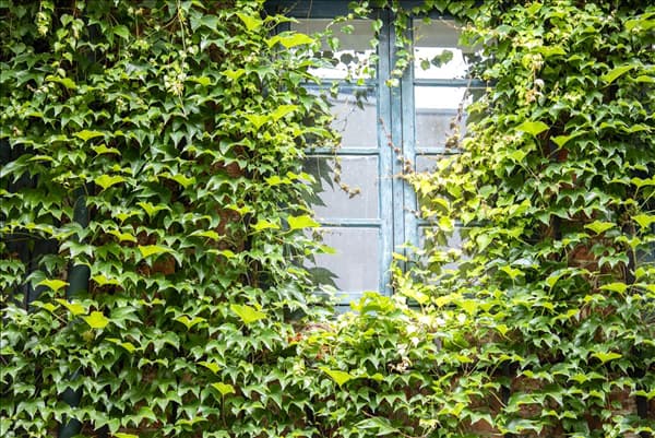 Parthenocissus tricuspidata