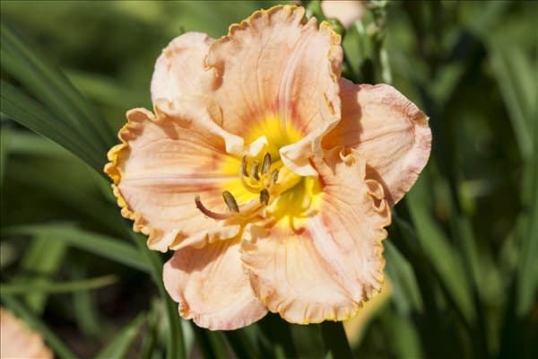 Hemerocallis, orange