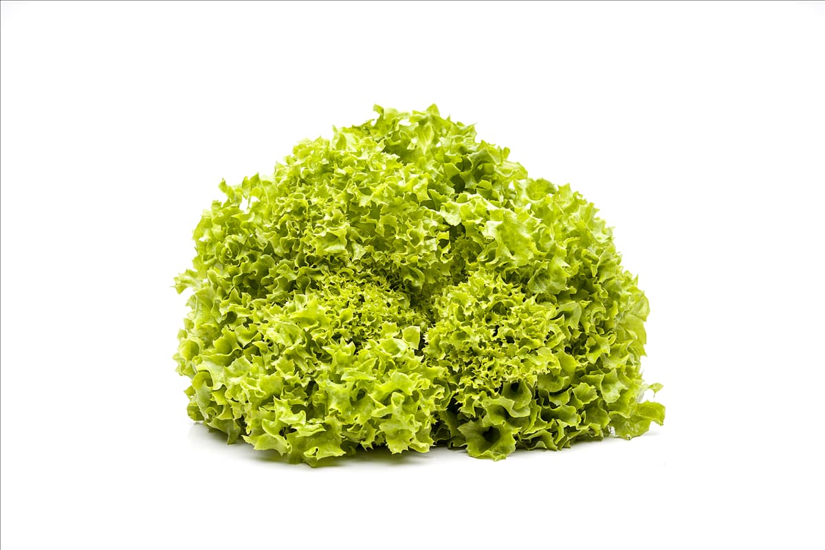 Lactuca sativa var. crispa 'Lollo bionda'