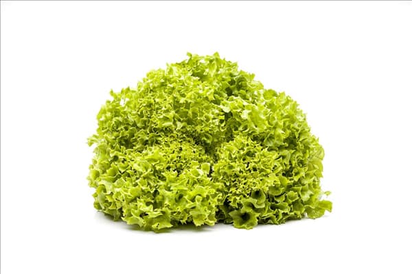 Lactuca sativa var. crispa 'Lollo bionda'