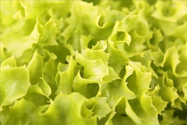 Lactuca sativa var. crispa 'Lollo bionda'