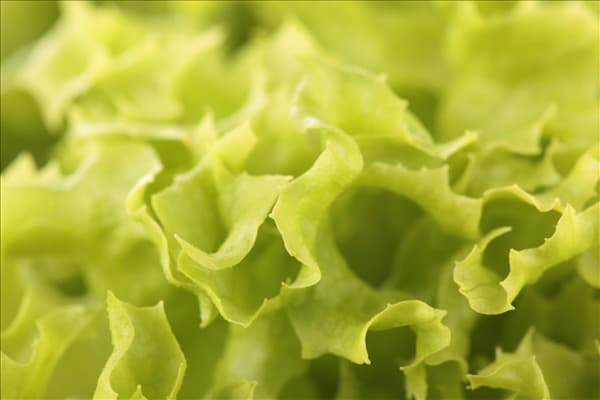 Lactuca sativa var. crispa 'Lollo bionda'
