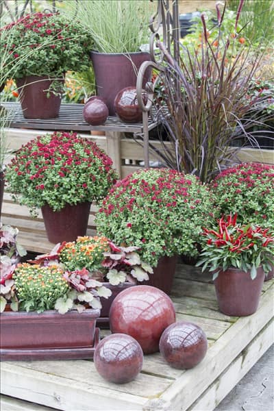 Chrysanthemum indicum