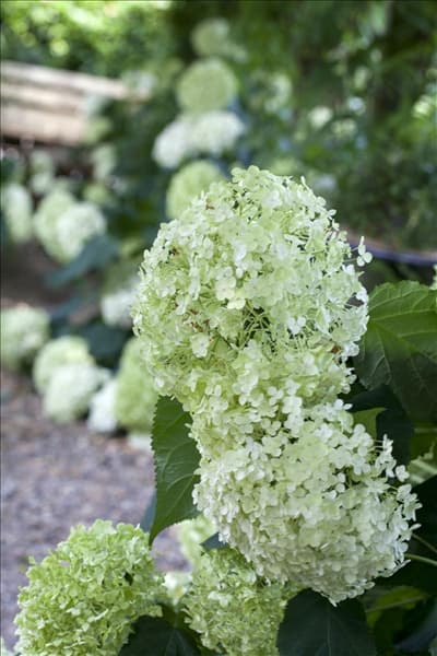 Hydrangea arborescens 'Annabelle'